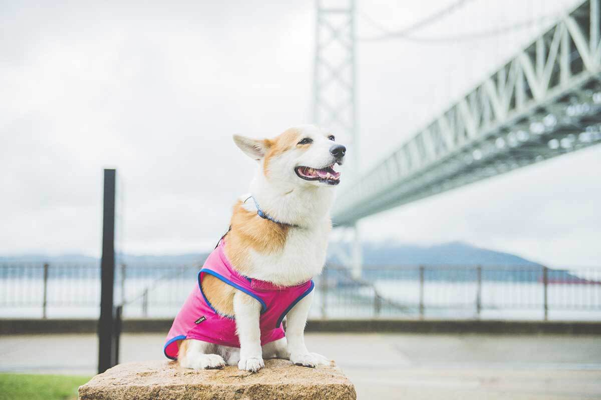 Junkoさんご夫妻のマスコット、愛犬Max