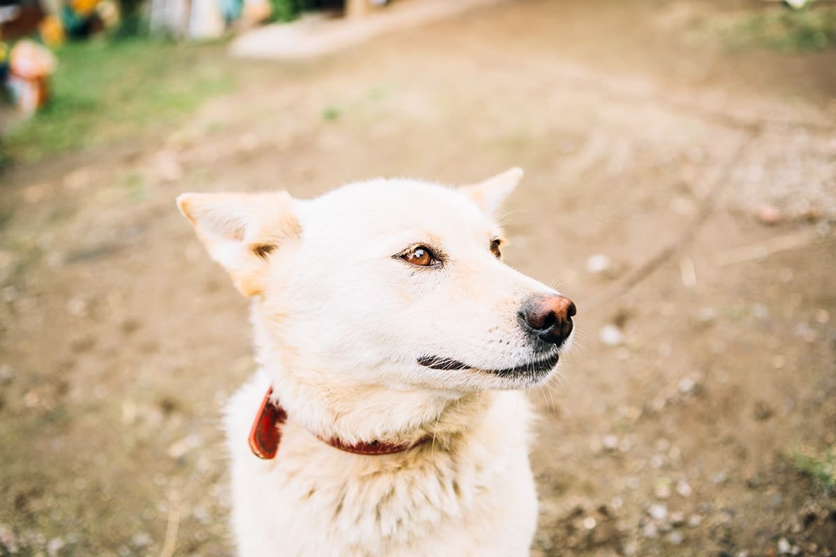 看板犬のメイ。人懐っこくて、近づくとしっぽを一所懸命に振りながら、こちらに寄ってきてくれる。この子との散歩も青雲館の人気コンテンツになっている。