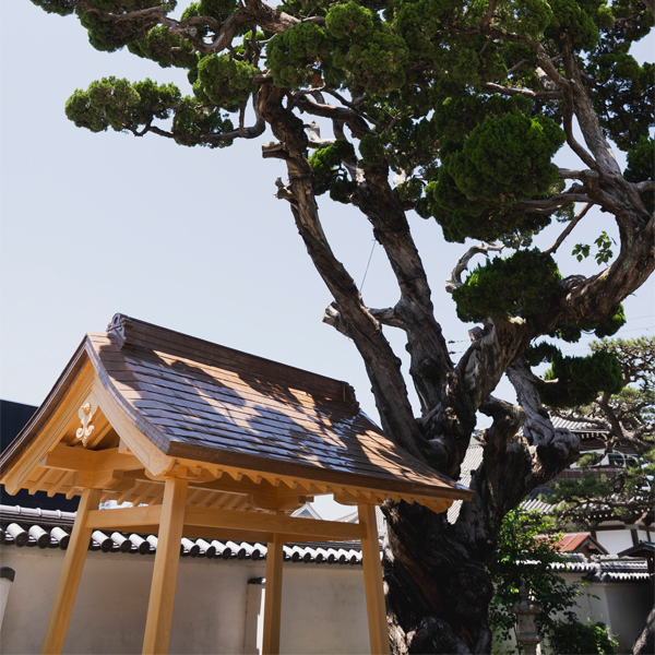 尊光寺のカイヅカイブキ