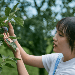 フルーツガーデン