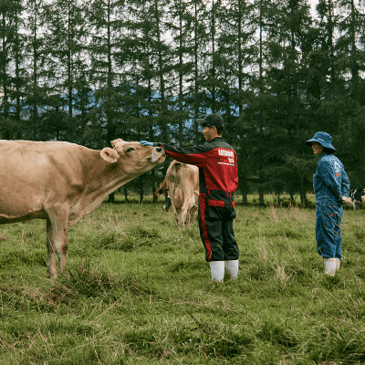 十勝アルプス牧場で酪農体験